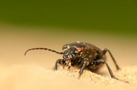 Carabus arcensis Stock Photos