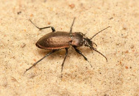 Carabus arcensis Stock Photos