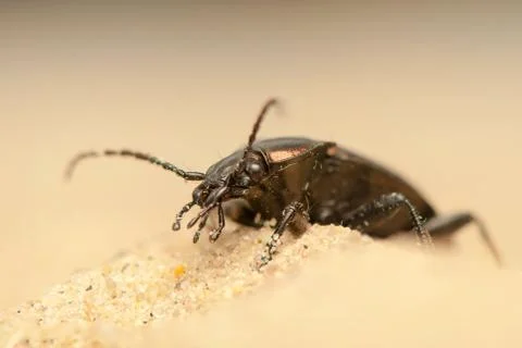 Carabus arcensis Stock Photos