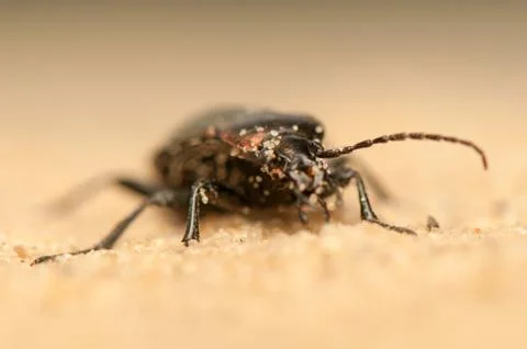 Carabus arcensis Stock Photos