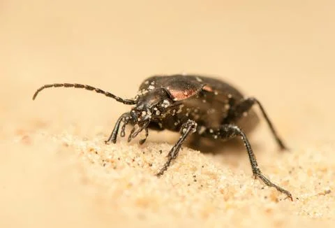 Carabus arcensis Stock Photos