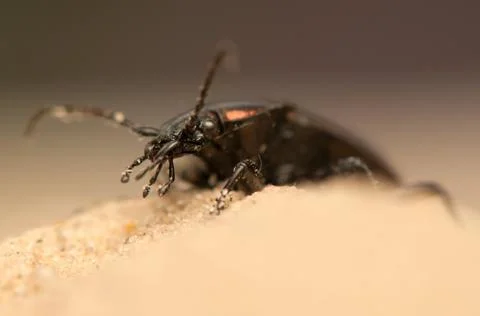 Carabus arcensis Stock Photos