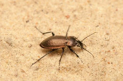 Carabus arcensis Stock Photos