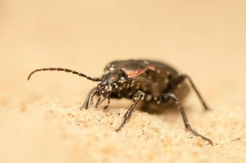 Carabus arcensis Stock Photos