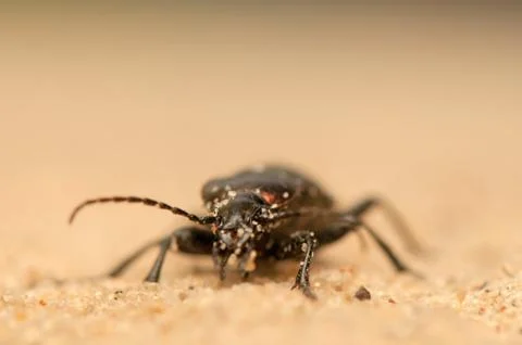 Carabus arcensis Stock Photos