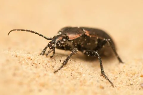 Carabus arcensis Stock Photos