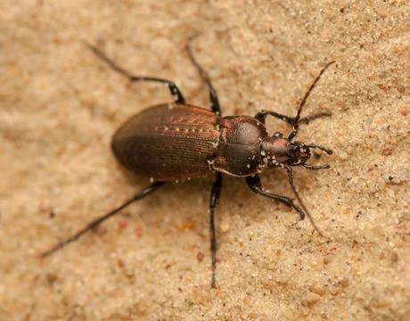 Carabus arcensis Stock Photos