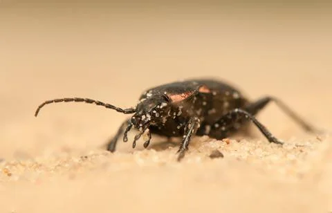 Carabus arcensis Stock Photos
