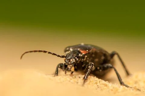 Carabus arcensis Stock Photos