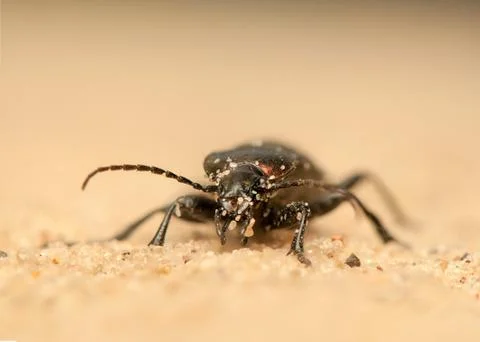 Carabus arcensis Stock Photos