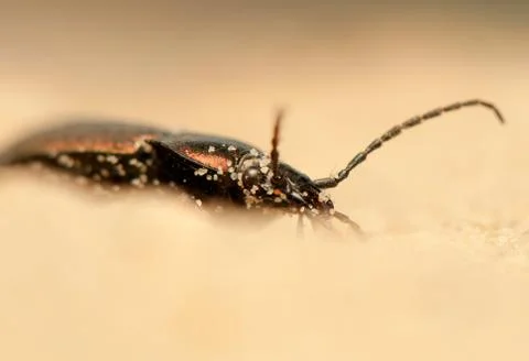 Carabus arcensis Foto stock