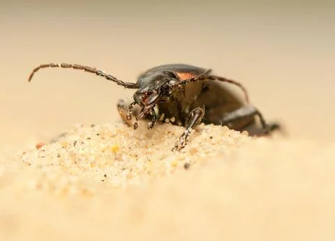 Carabus arcensis Foto stock