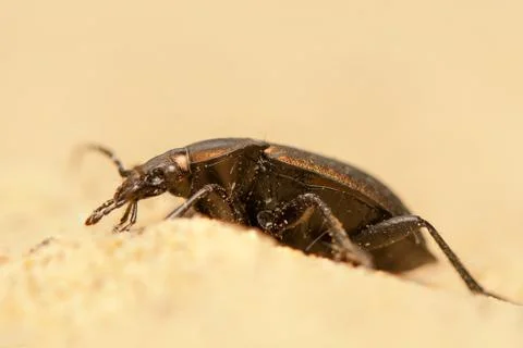 Carabus arcensis Stock Photos