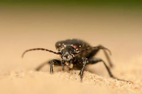 Carabus arcensis Stock Photos