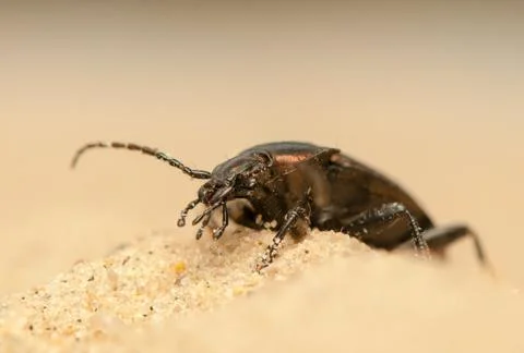 Carabus arcensis Stock Photos