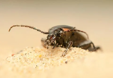 Carabus arcensis Stock Photos