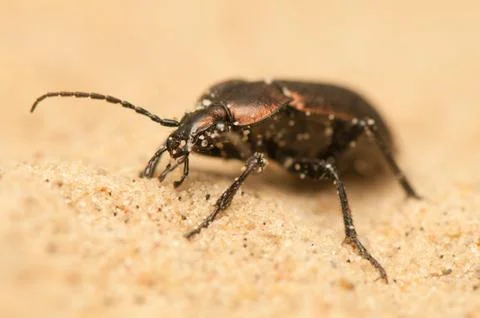 Carabus arcensis Stock Photos
