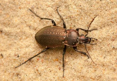 Carabus arcensis Stock Photos