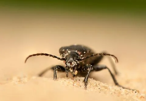 Carabus arcensis Stock Photos