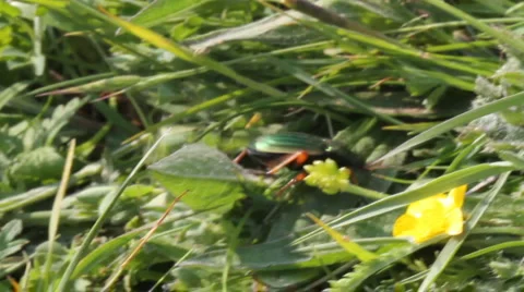 Carabus auratus - Golden Ground Beetle Stock Footage