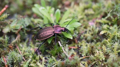 Carabus cancellatus, ground beetle Video stock 878249