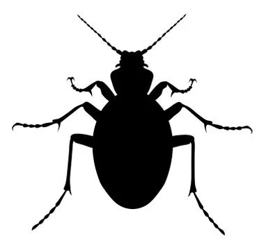 Carabus Coriaceus Beetle Stock Illustration