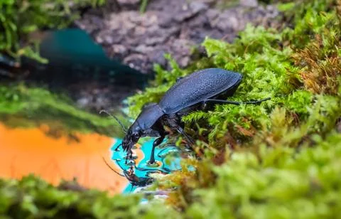 Carabus Drinking Water Stock Photos