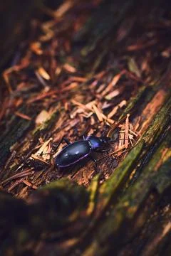 Carabus problematicus in the forest Stock Photos