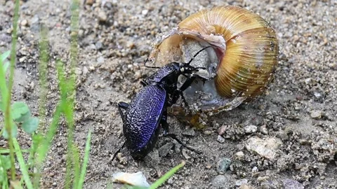 Carabus scabrosus feeds on a snail Video stock 239416745