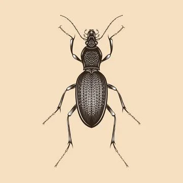 Carabus Violaceus illustration vector flat design Stock Illustration