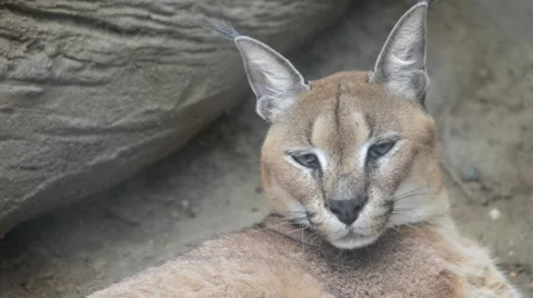 Caracal 스톡 동영상 5014524