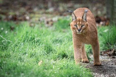 Caracal in the forest Foto stock