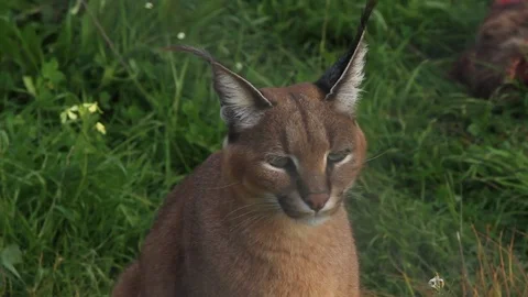 A Caracal licks himself Video stock 74701571