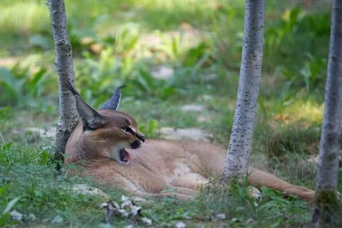 Caracal lying on the grass Foto stock
