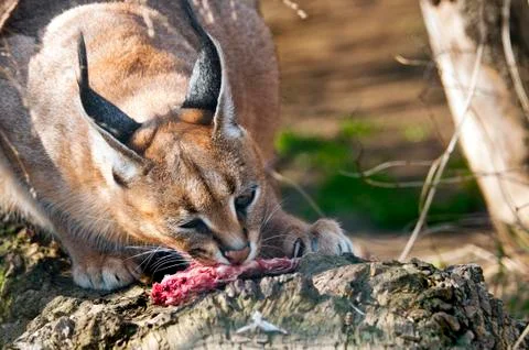 Caracal Stock Photos