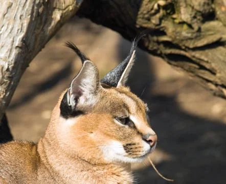 Caracal Stock Photos