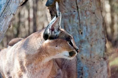 Caracal Stock Photos