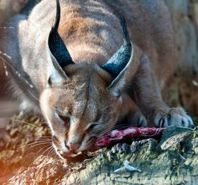 Caracal Stock Photos
