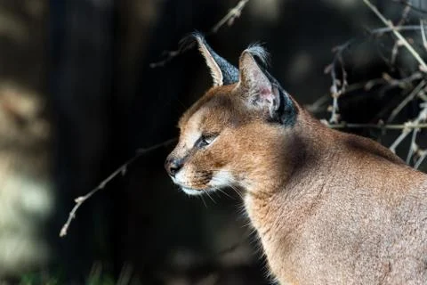 Caracal Stock Photos
