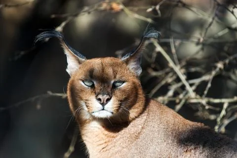 Caracal Foto stock