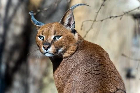 Caracal Foto stock
