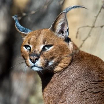 Caracal Foto stock