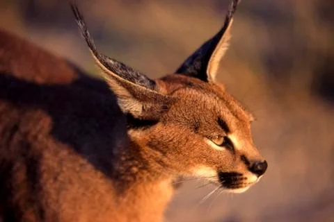 Caracal Stock Photos