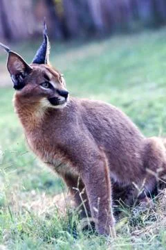 Caracal Stock Photos