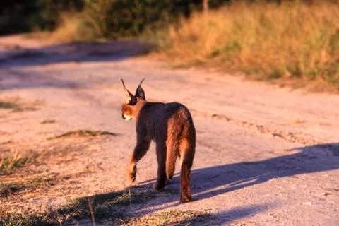 Caracal Stock Photos