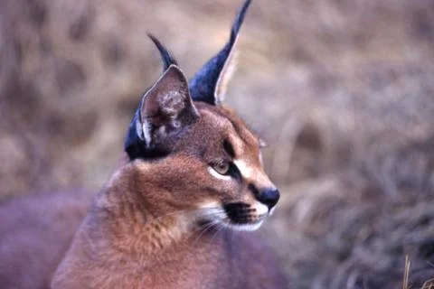 Caracal Stock Photos