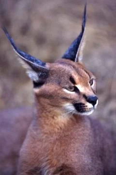 Caracal Stock Photos