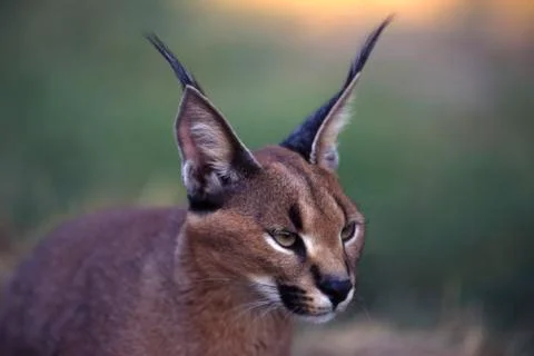 Caracal Stock Photos