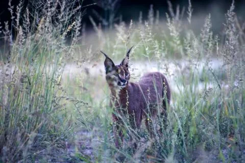 Caracal Stock Photos