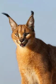 Caracal Stock Photos